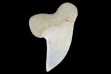 Fossil Shark (Carcharodon planus) Tooth - Sharktooth Hill, CA #94680-1